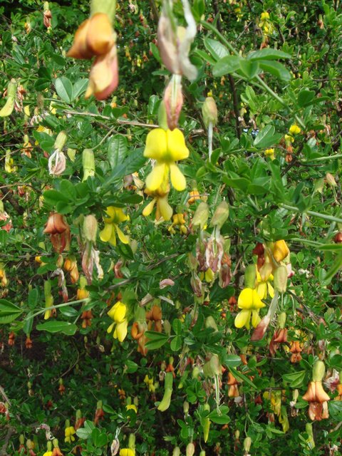Caragana sinica fleur P2C (2)
